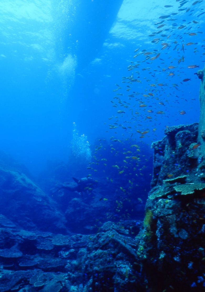 男女群島の水中に広がる岩礁と魚群