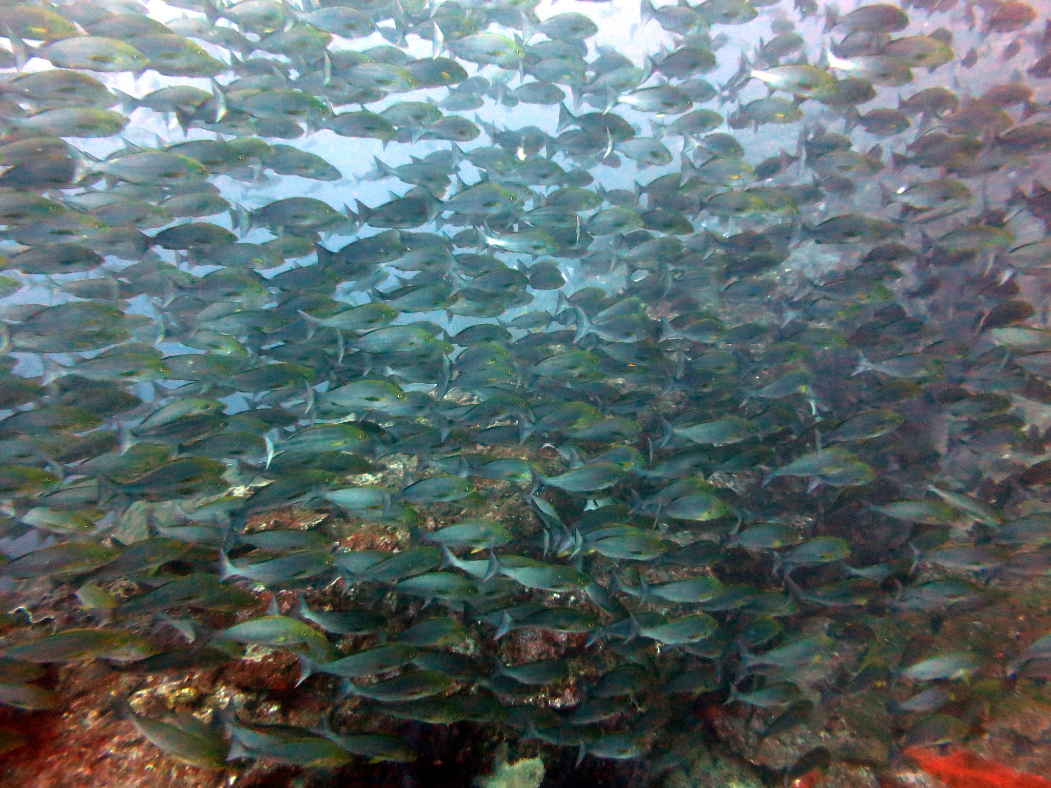 五島列島の海を埋める魚群