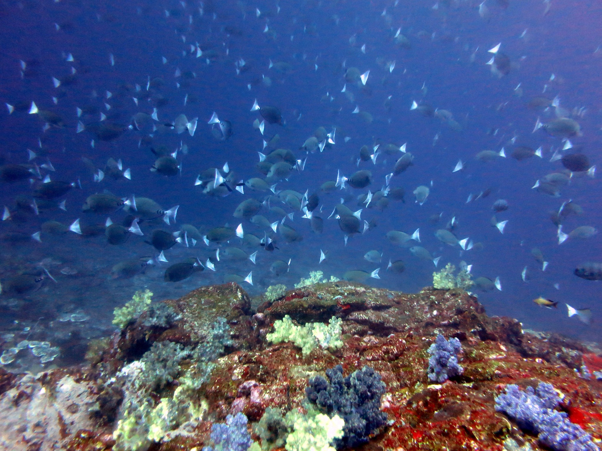 五島列島の魚群