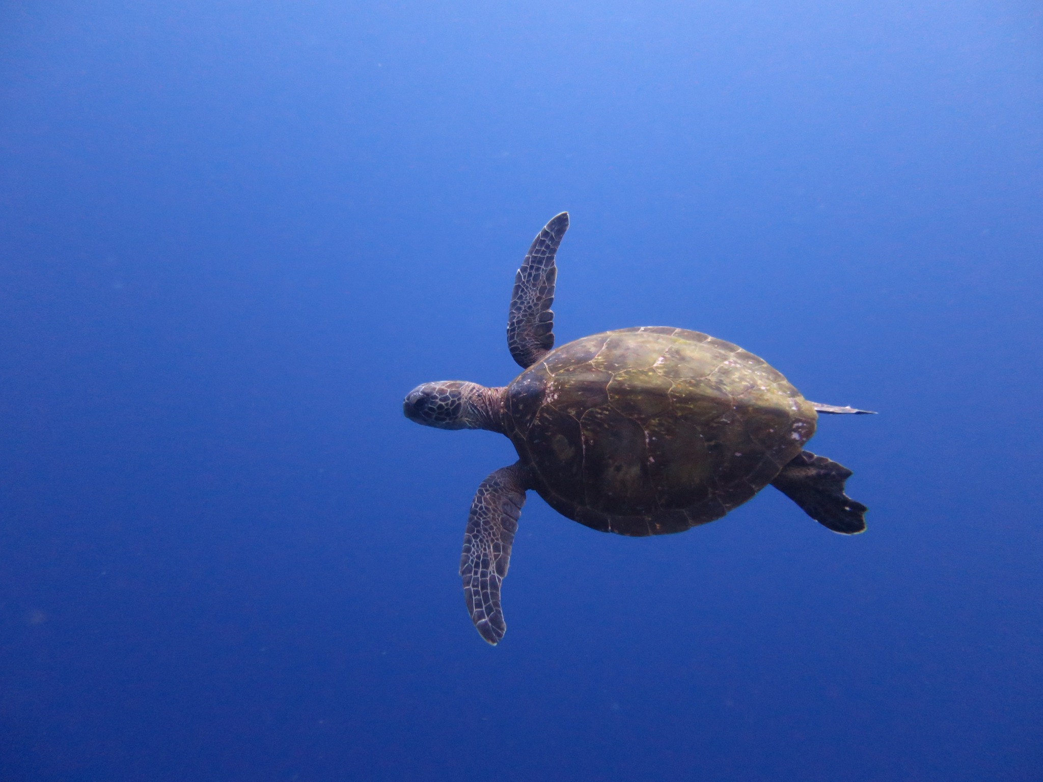 五島列島の青い海を泳ぐウミガメ