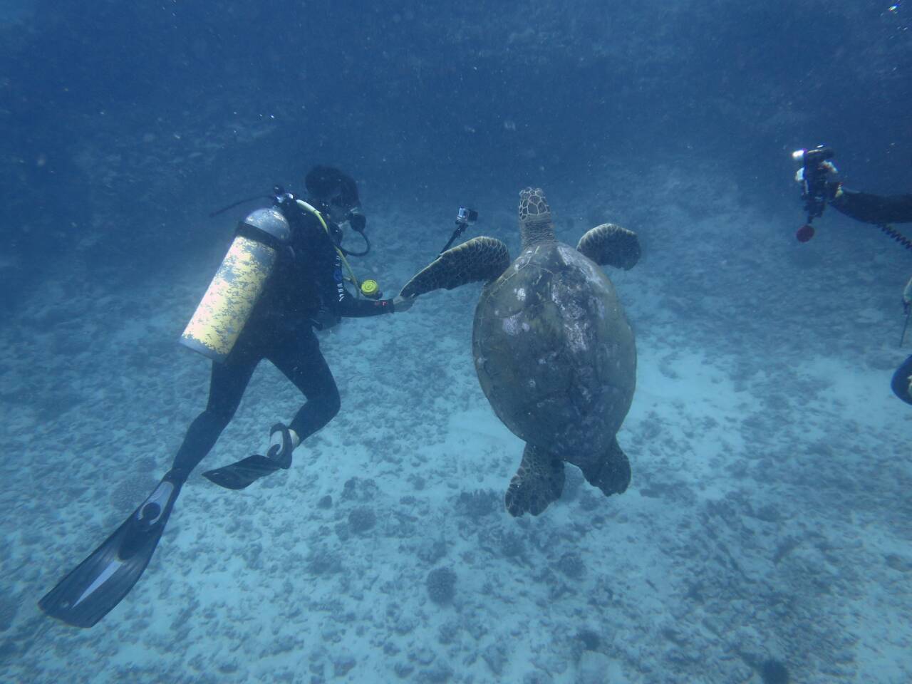 ウミガメと一緒に泳ぐダイバー