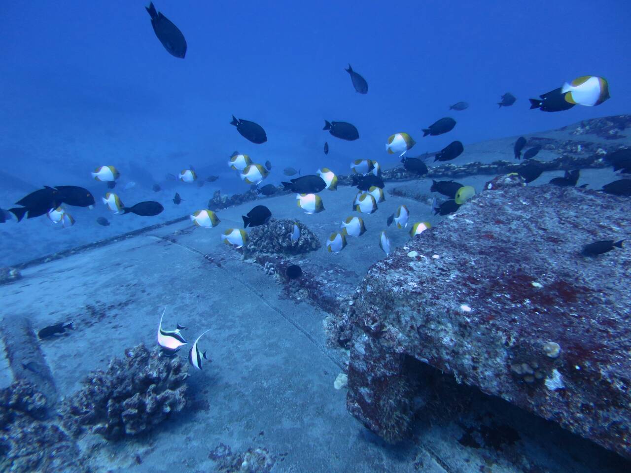 ハワイの海を泳ぐ色鮮やかな魚の群れ