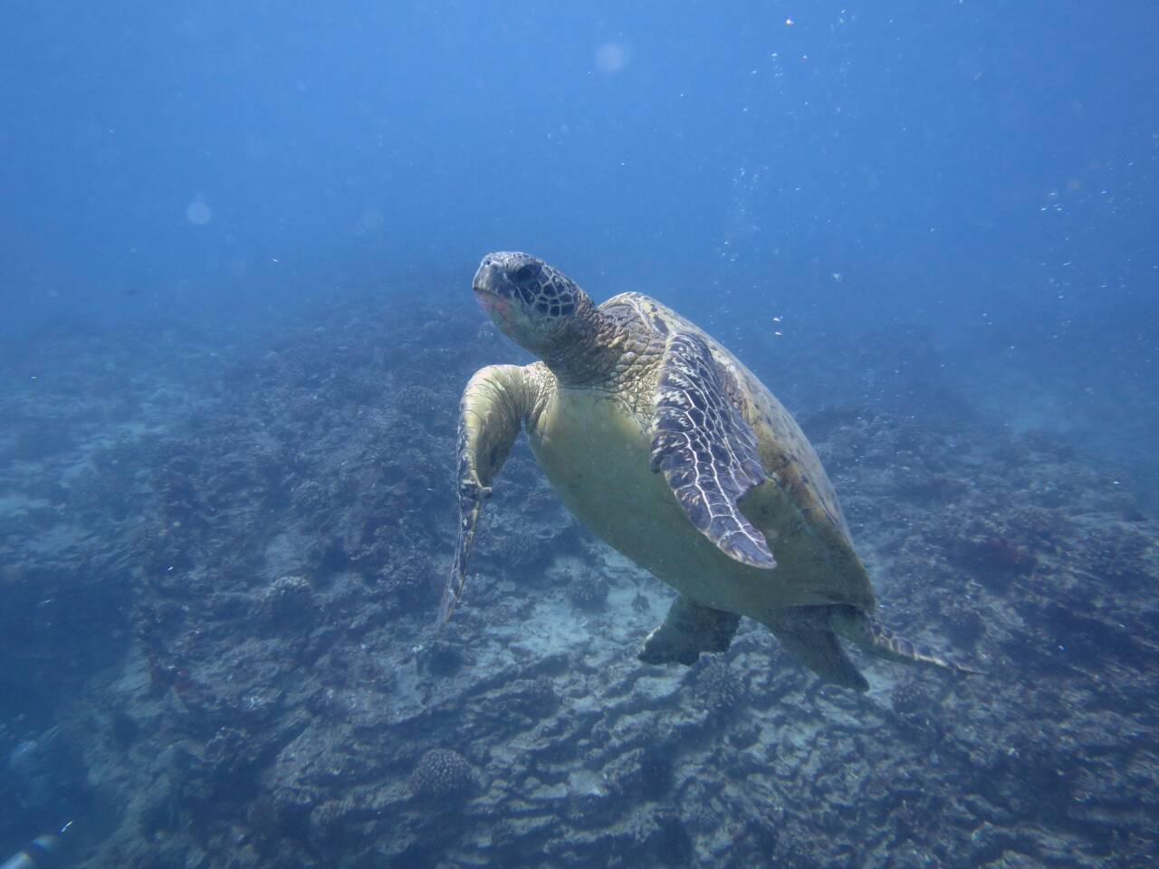 ハワイの浅い海を泳ぐウミガメ