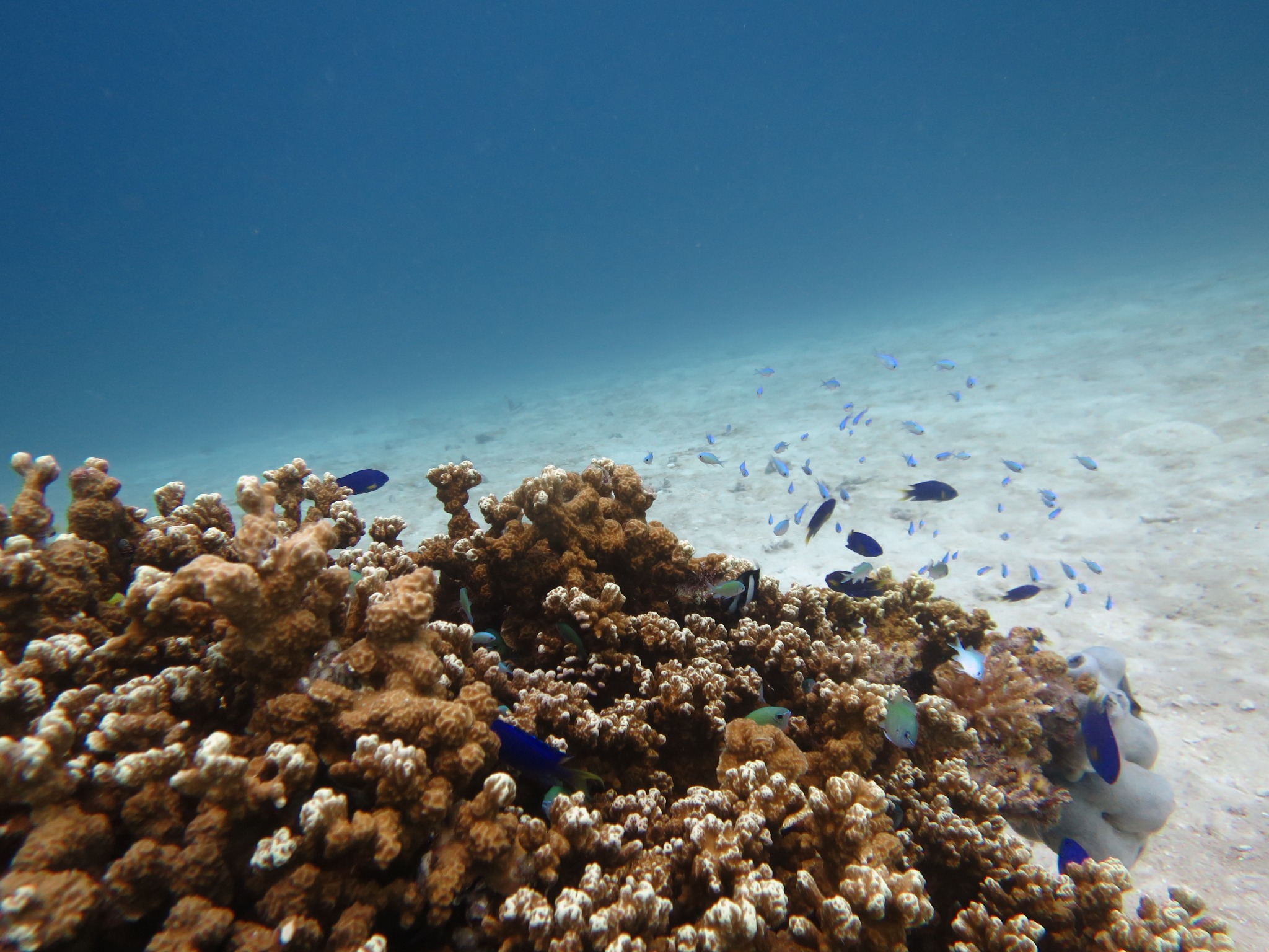 マジュロの浅瀬に広がるサンゴ