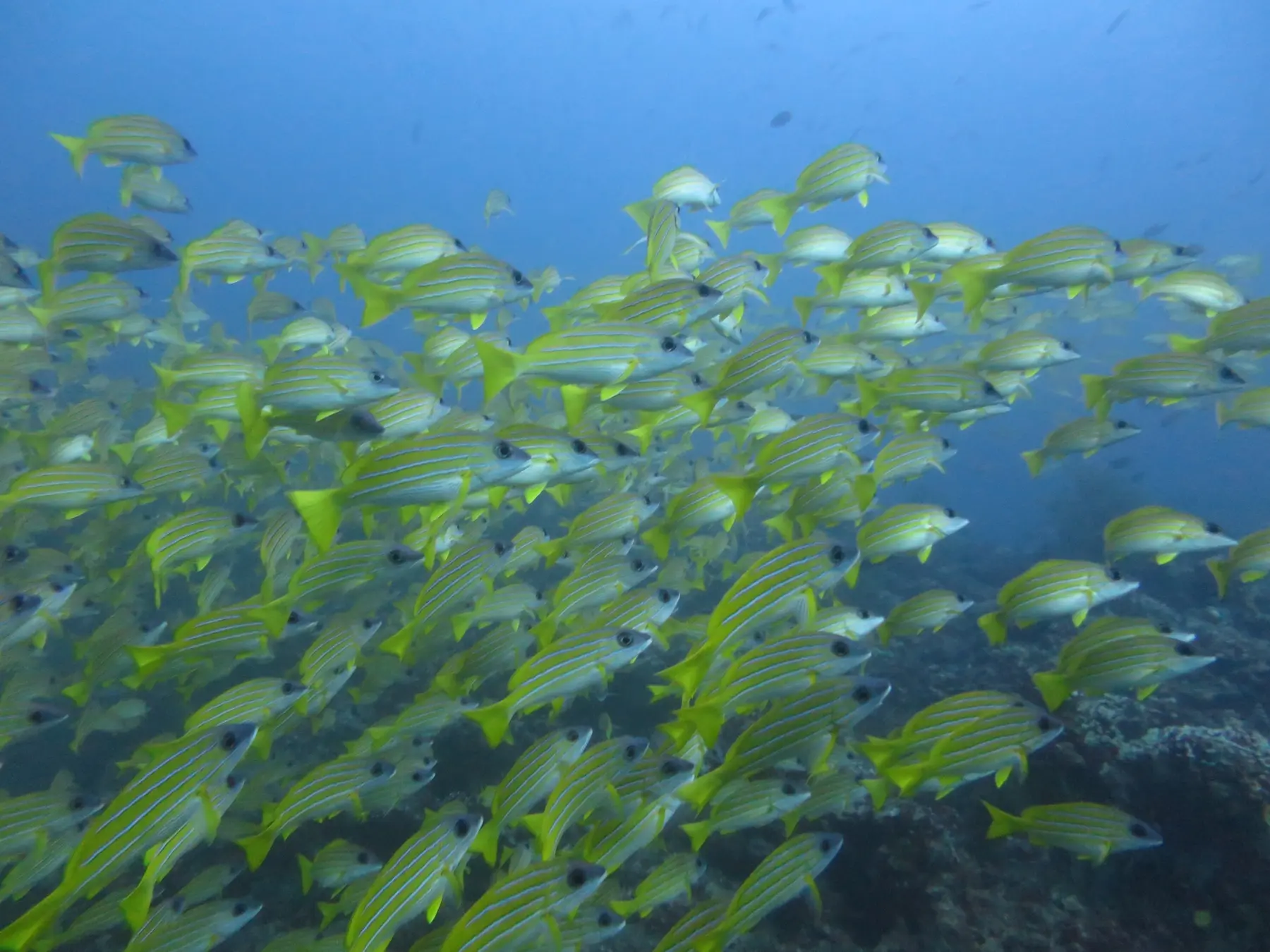 黄色い魚の大群