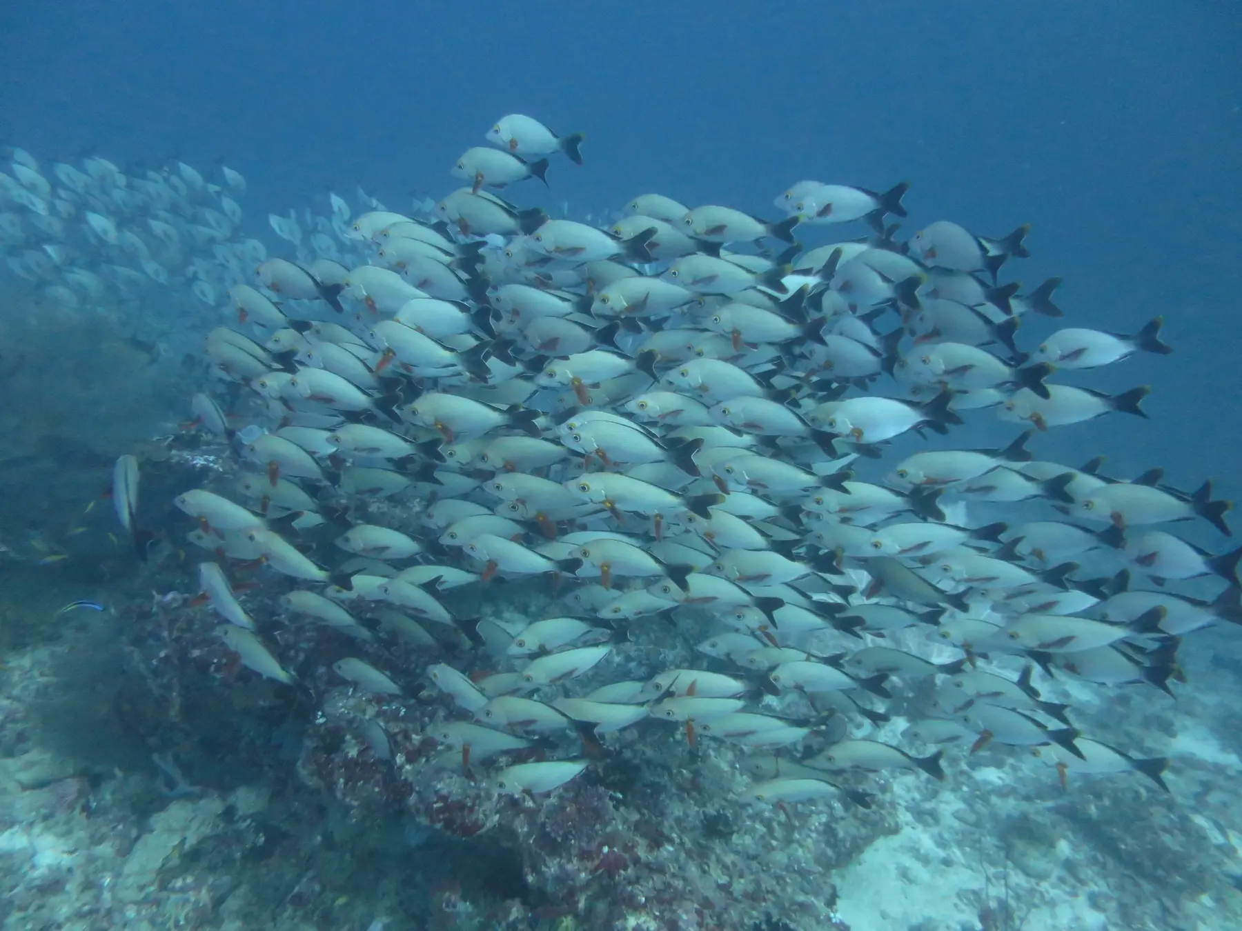 サンゴ礁を覆う魚の群れ