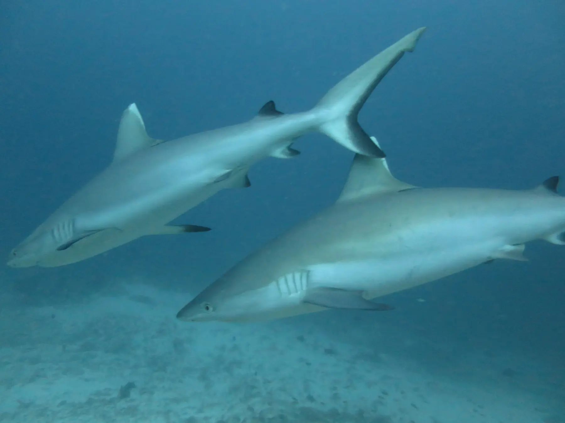 モルディブの海を泳ぐサメ