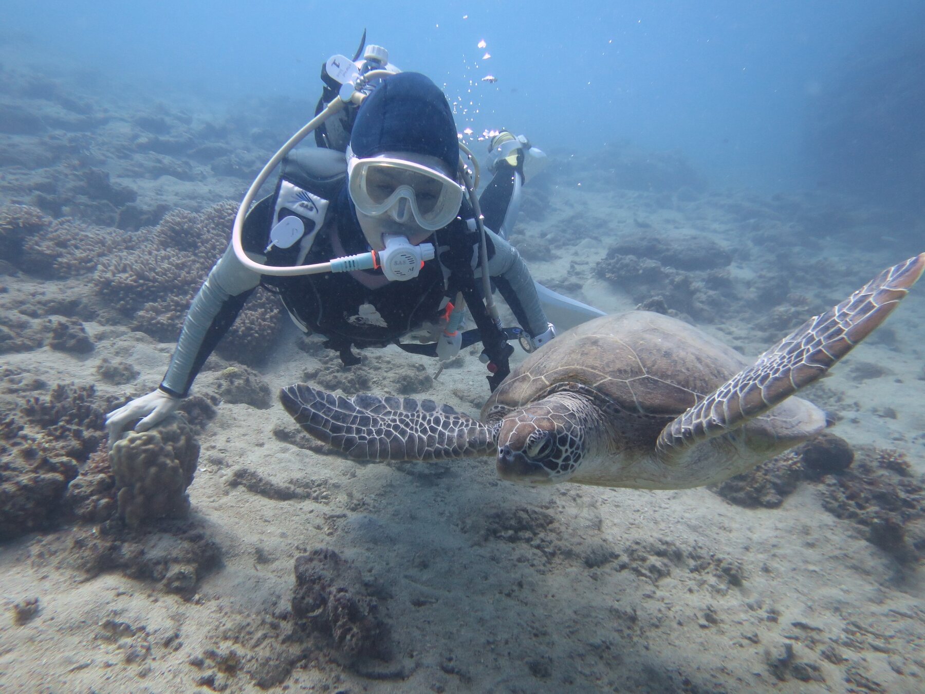 ニューカレドニアの海でウミガメと泳ぐダイバー
