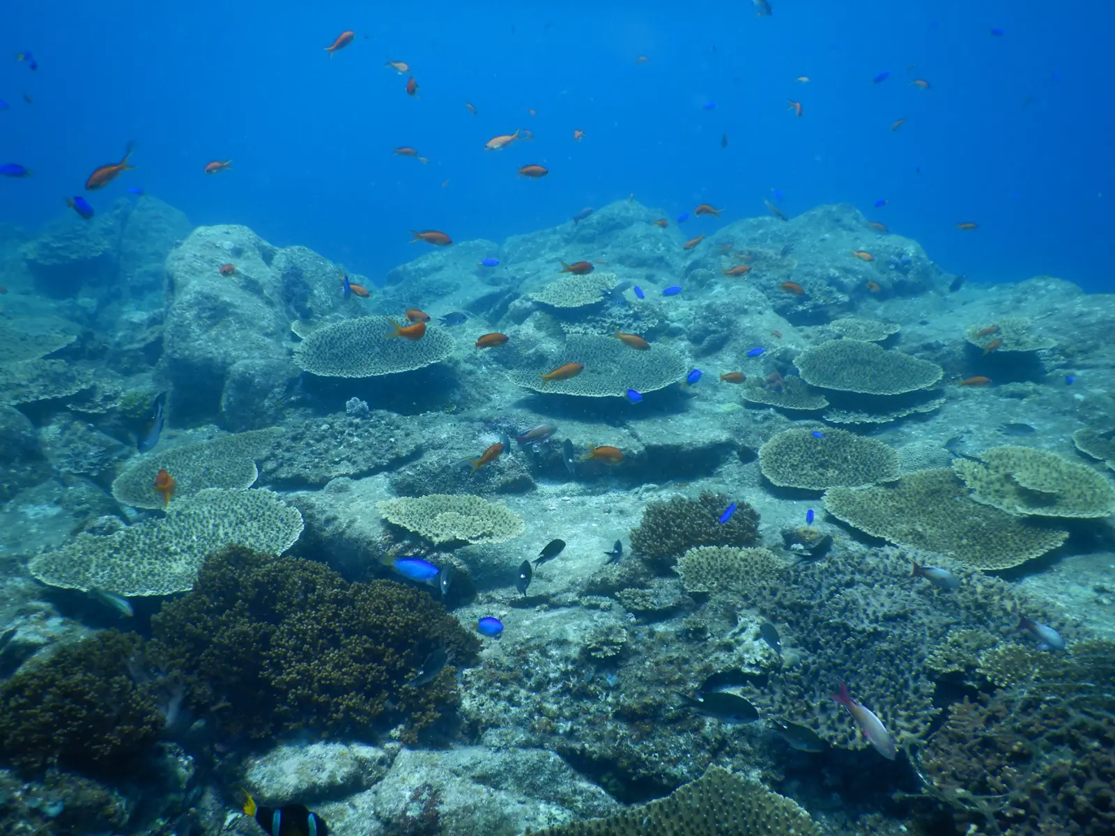 サンゴ礁を泳ぐ色鮮やかな魚