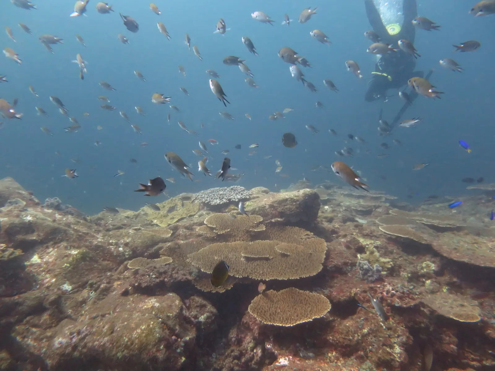 オオビキ島のサンゴ礁と魚群