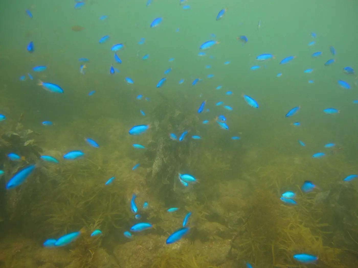 大崎ビーチを泳ぐ青い魚の群れ