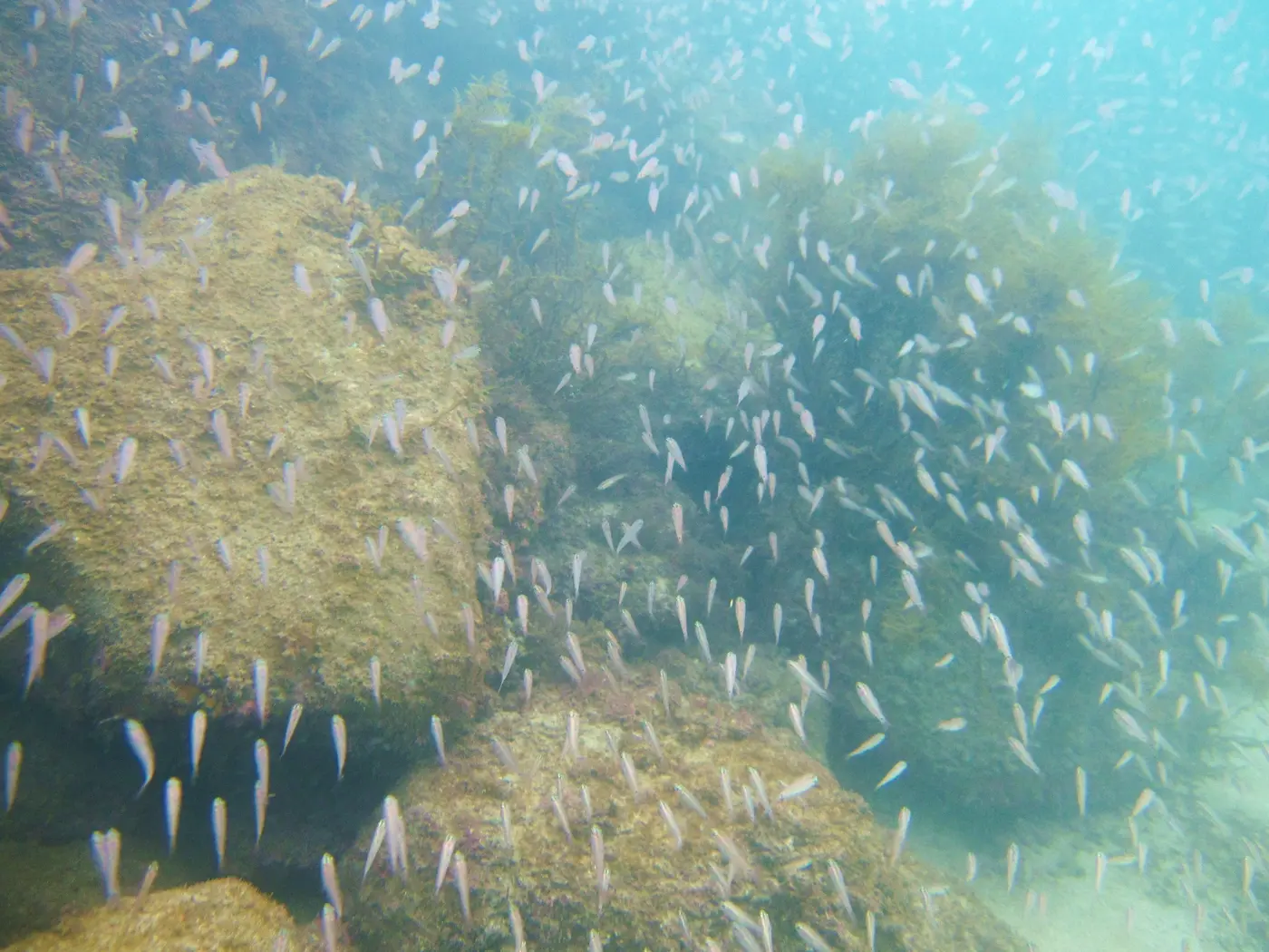 大崎ビーチの岩場を包む小魚の群れ