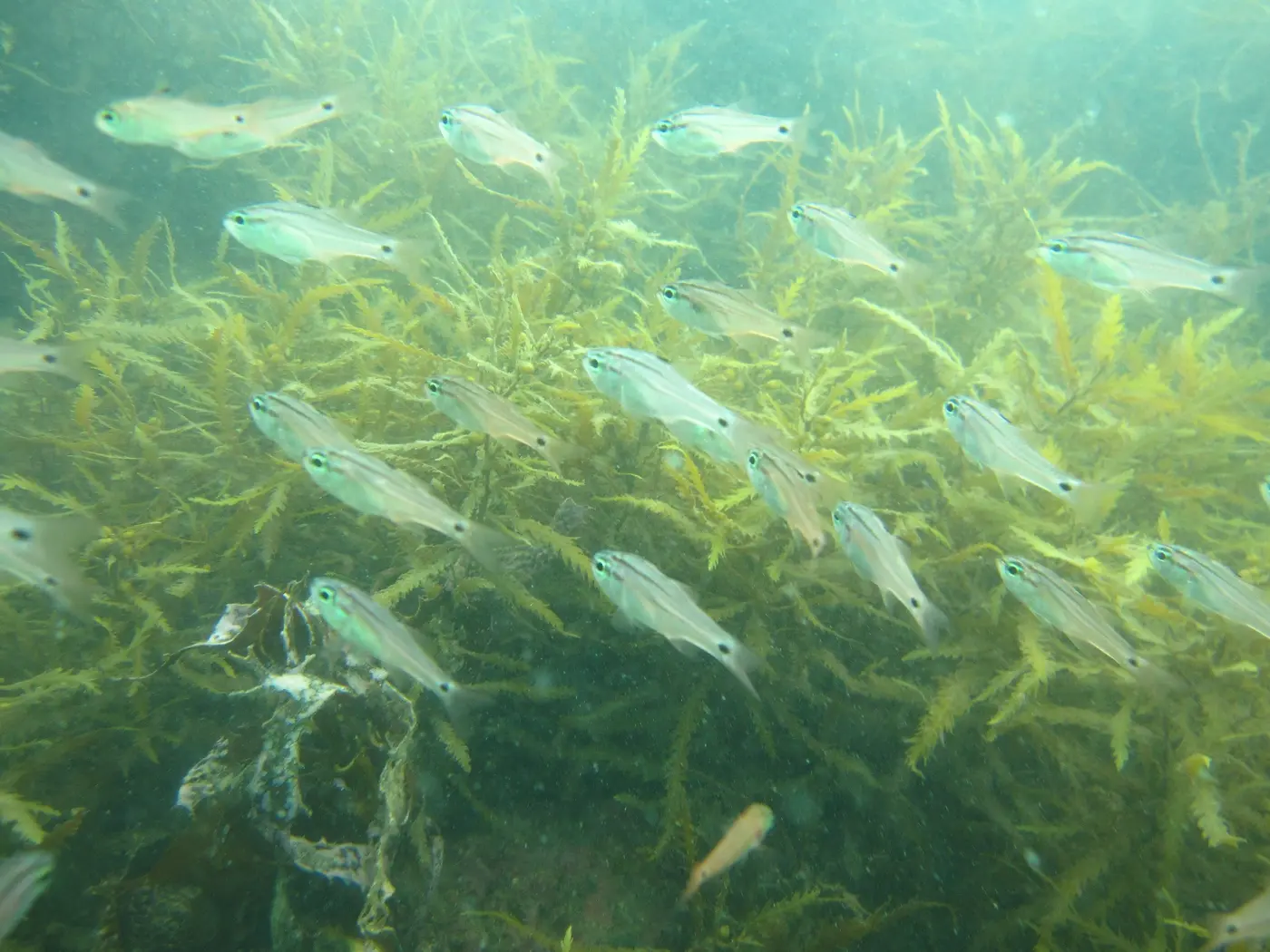 海藻の上を泳ぐ銀色の魚の群れ