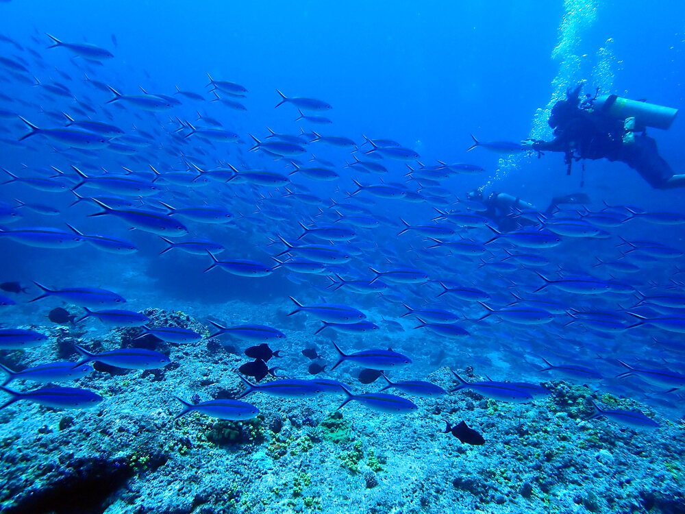 魚群とダイバー