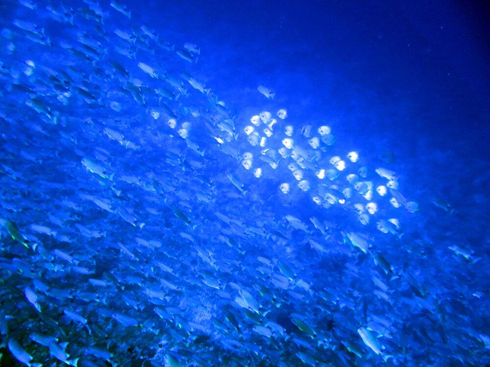 パラオの青い海を泳ぐ魚群