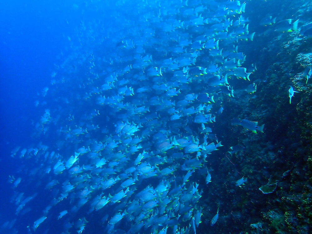 ペリリュー島遠征で出会った魚群