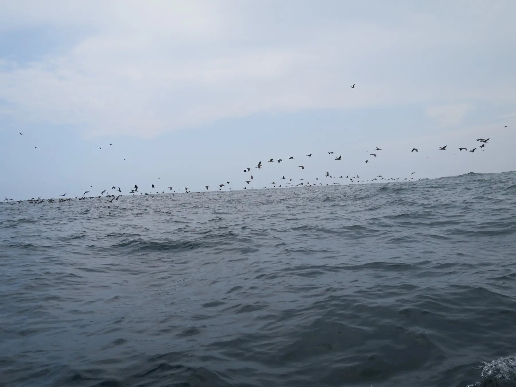 ペルーの海上を飛ぶ多くの海鳥