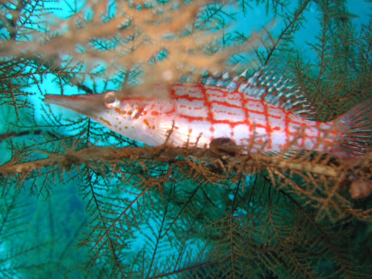 アニラオの海の色鮮やかな小さな魚