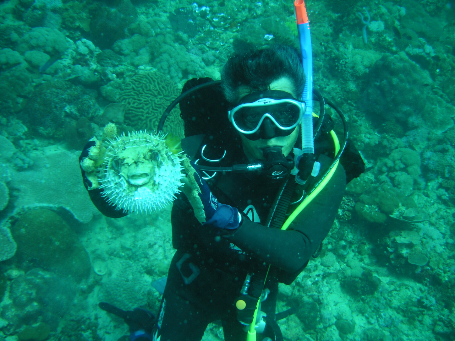 海中でフグを観察するダイバー