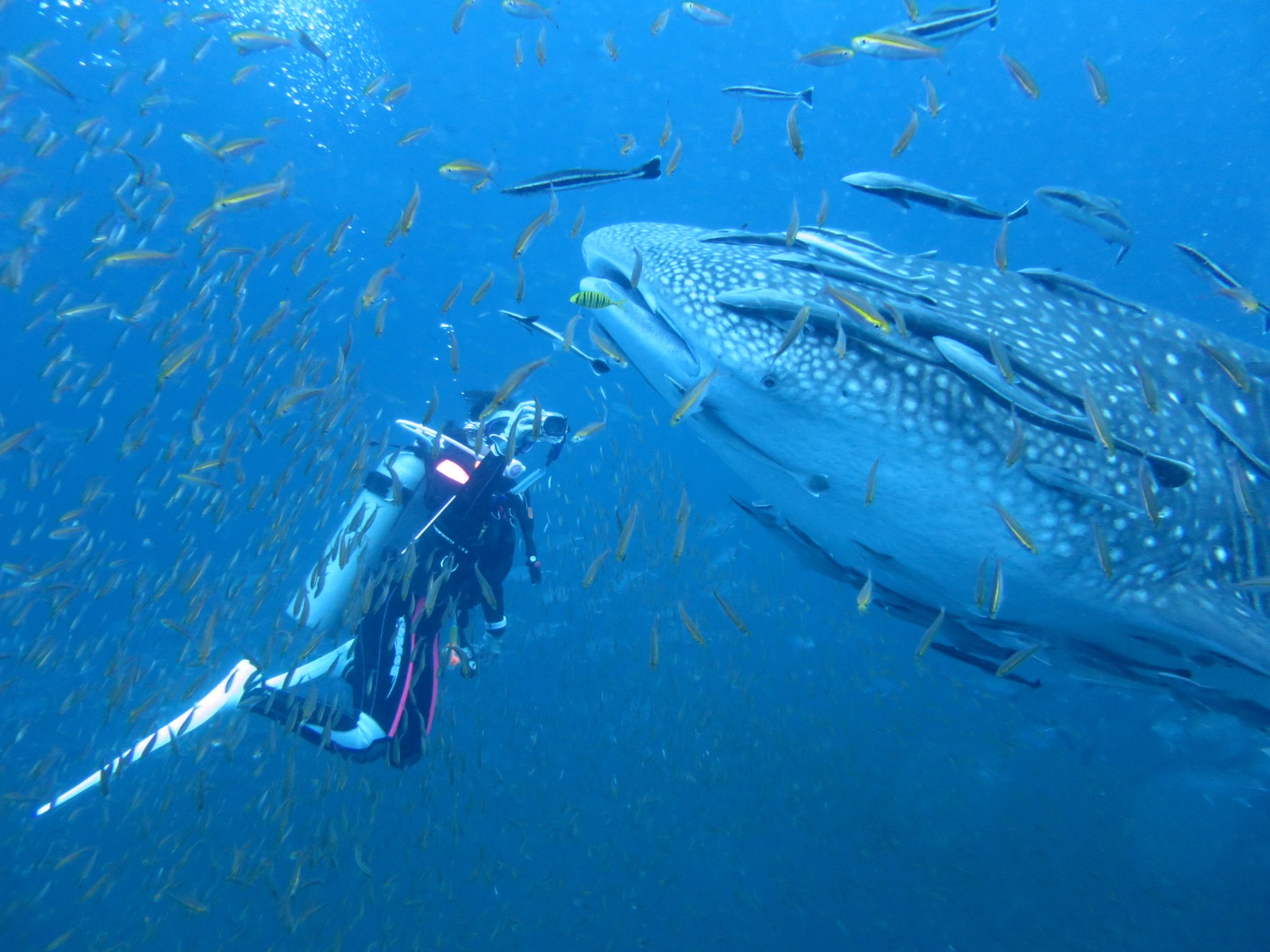 魚たちに囲まれて泳ぐジンベエザメとダイバー