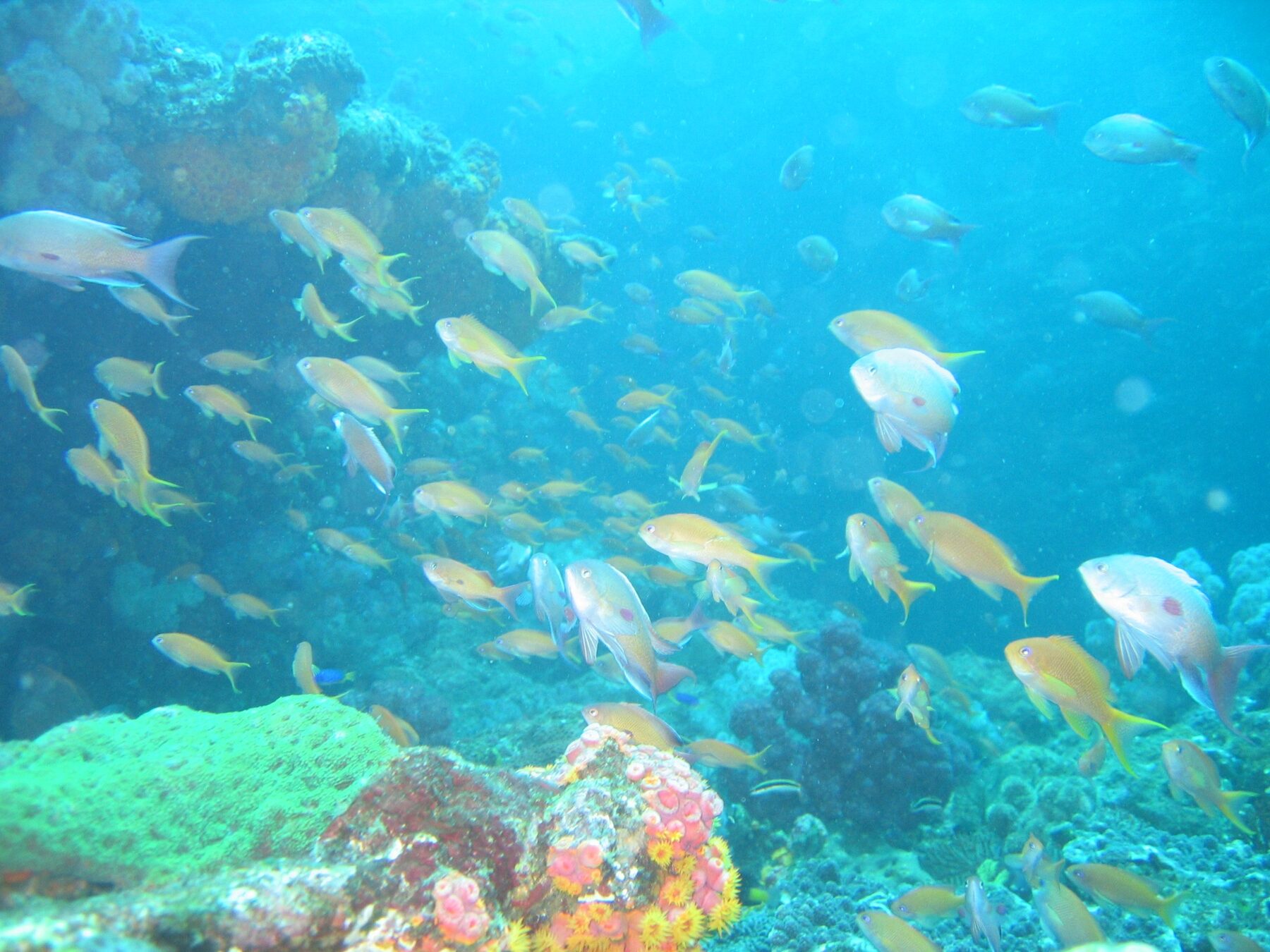 薩摩硫黄島の海に群れる魚