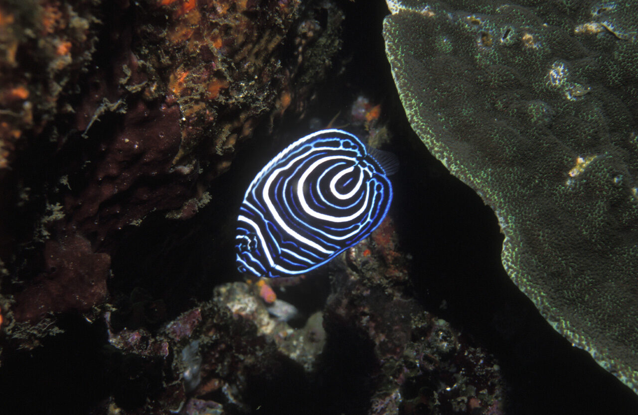 薩摩硫黄島の海に暮らすタテジマキンチャクダイの幼魚