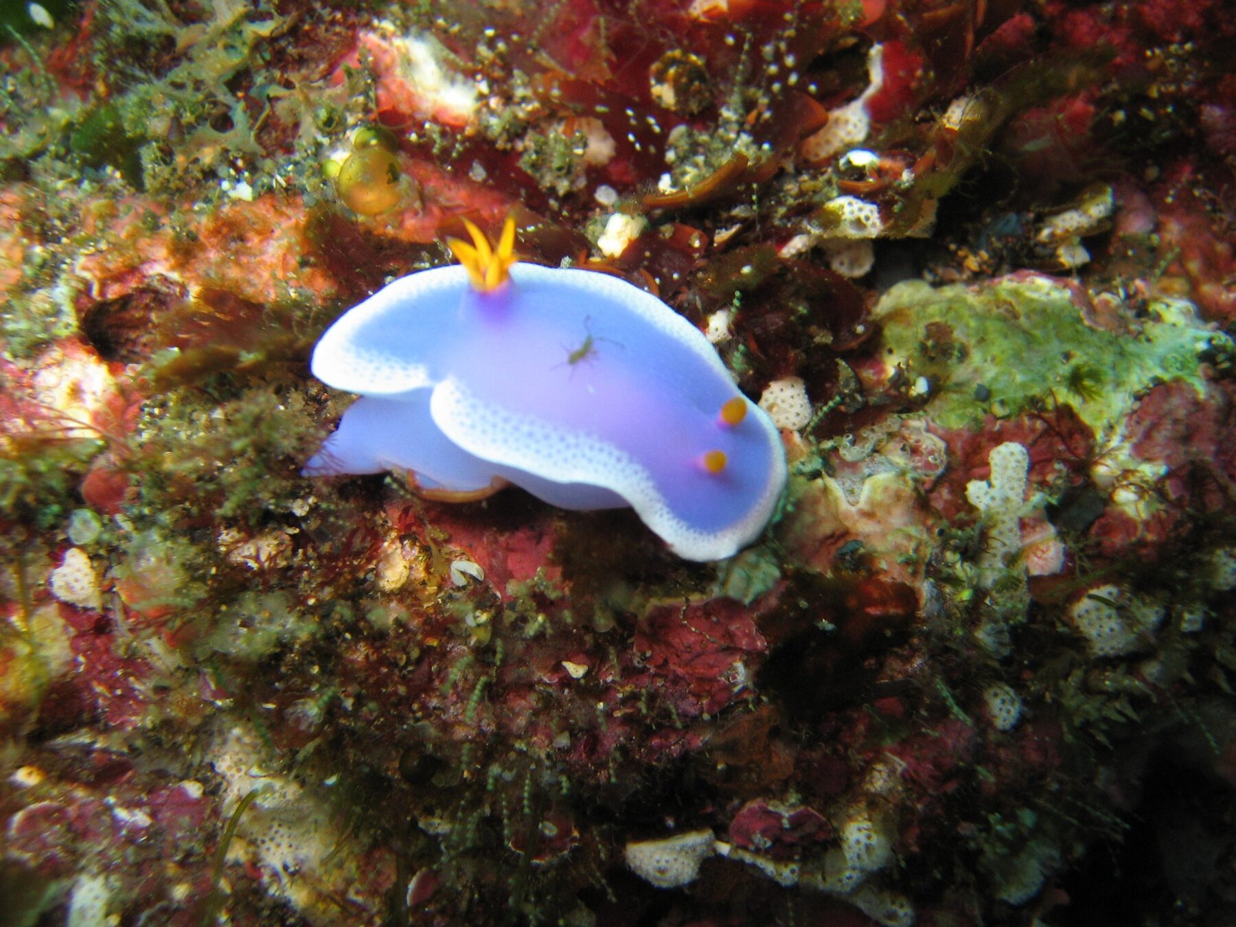 薩摩硫黄島で見られたウミウシ