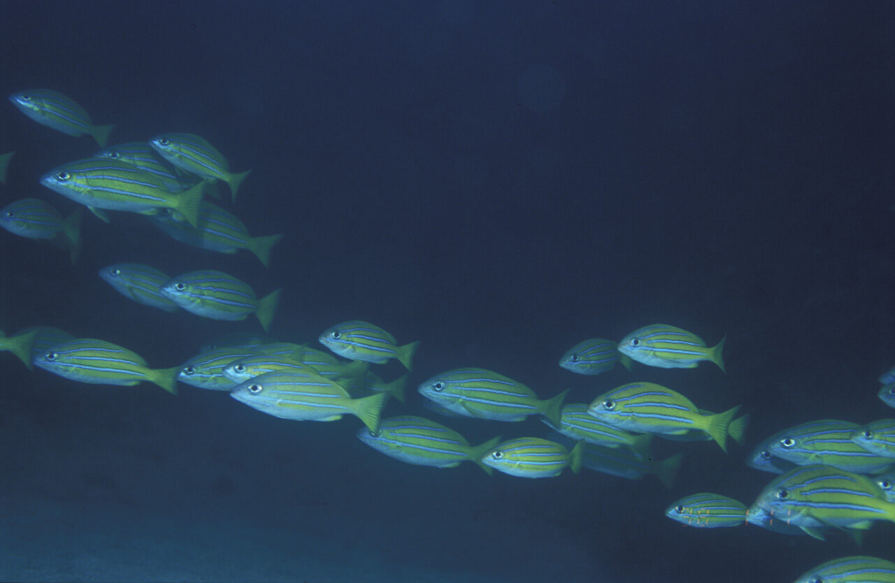 暗い海中を泳ぐ魚の群れ