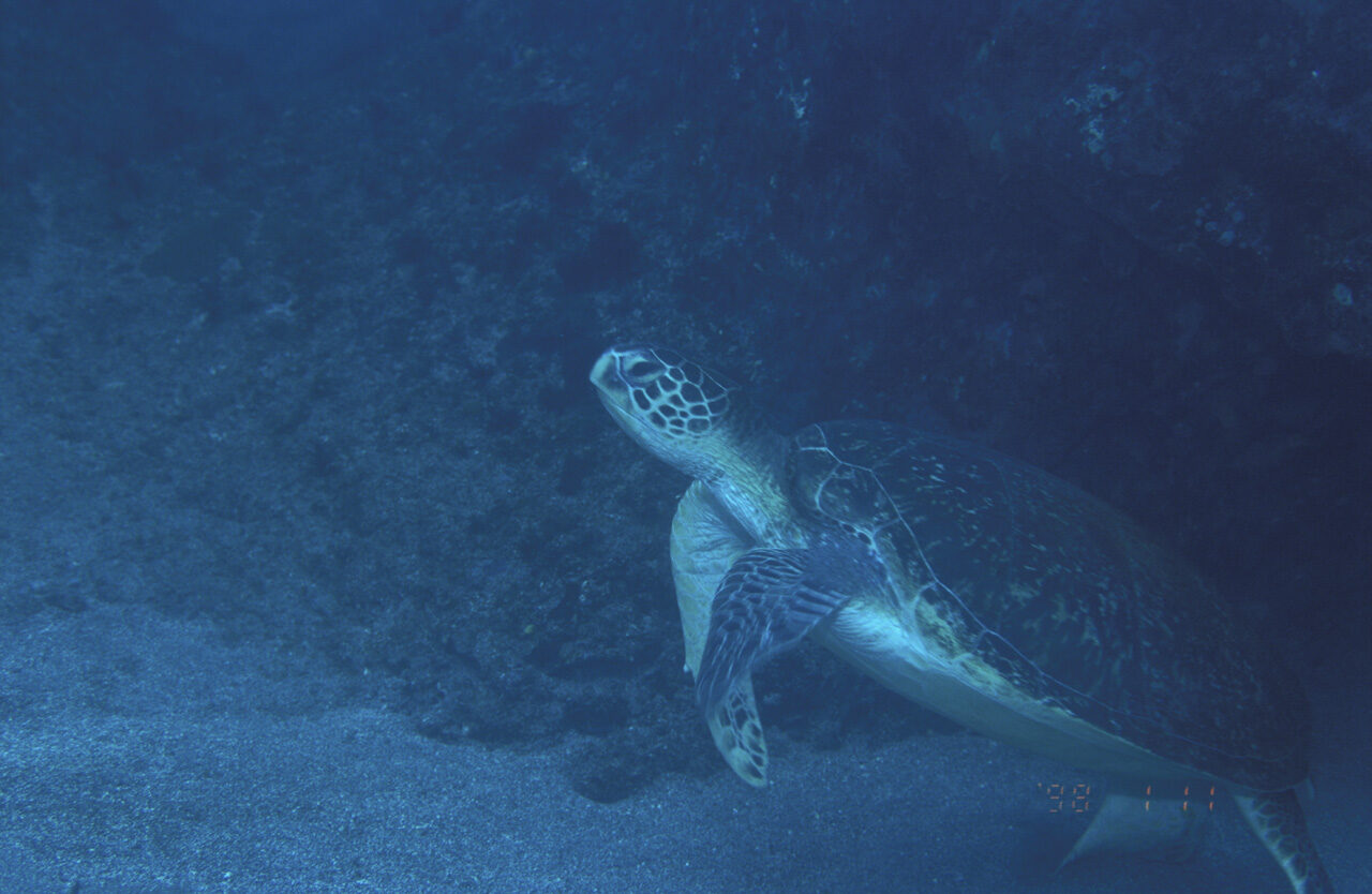 薩摩硫黄島の海で出会ったウミガメ