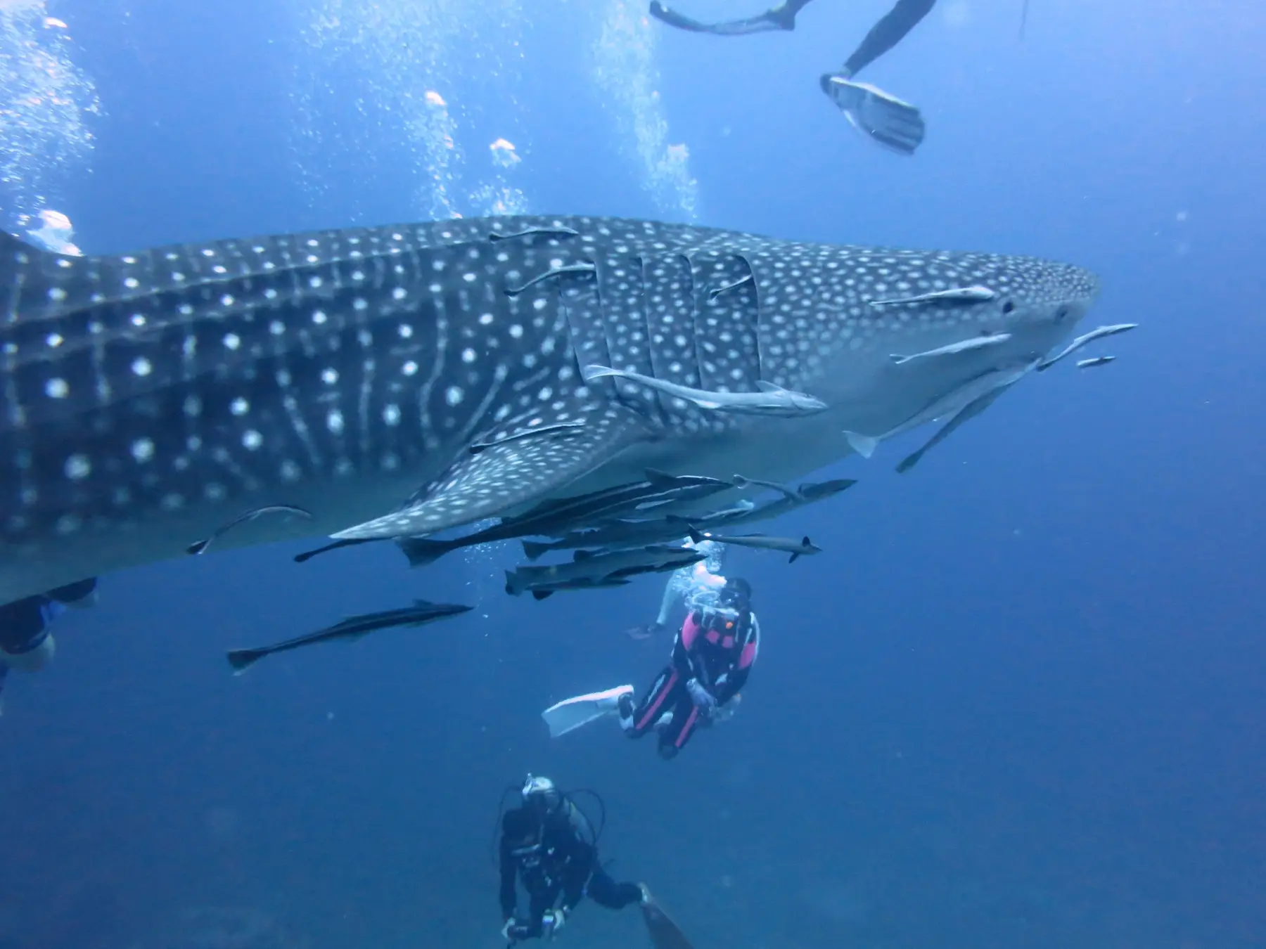 シミランの海を泳ぐジンベエザメとダイバー