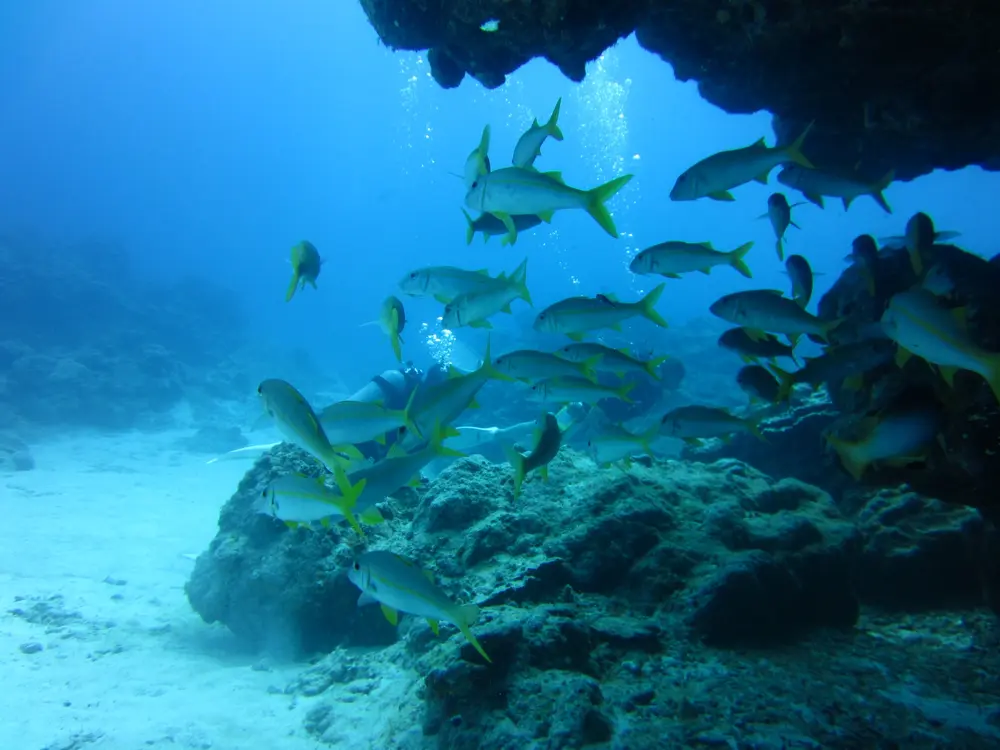 岩陰に集まる魚たち