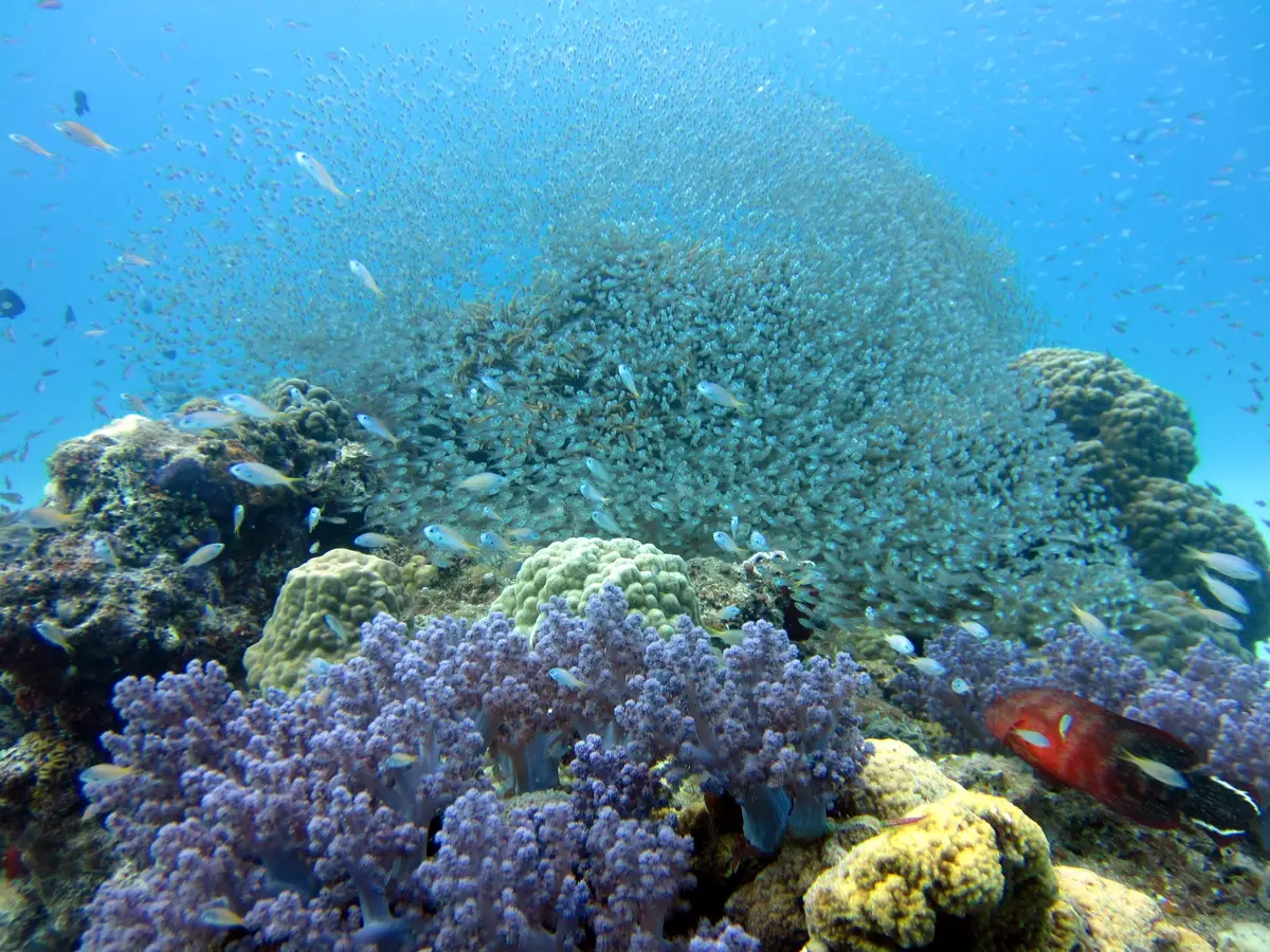 渡嘉敷島のサンゴ礁を覆う魚の群れ