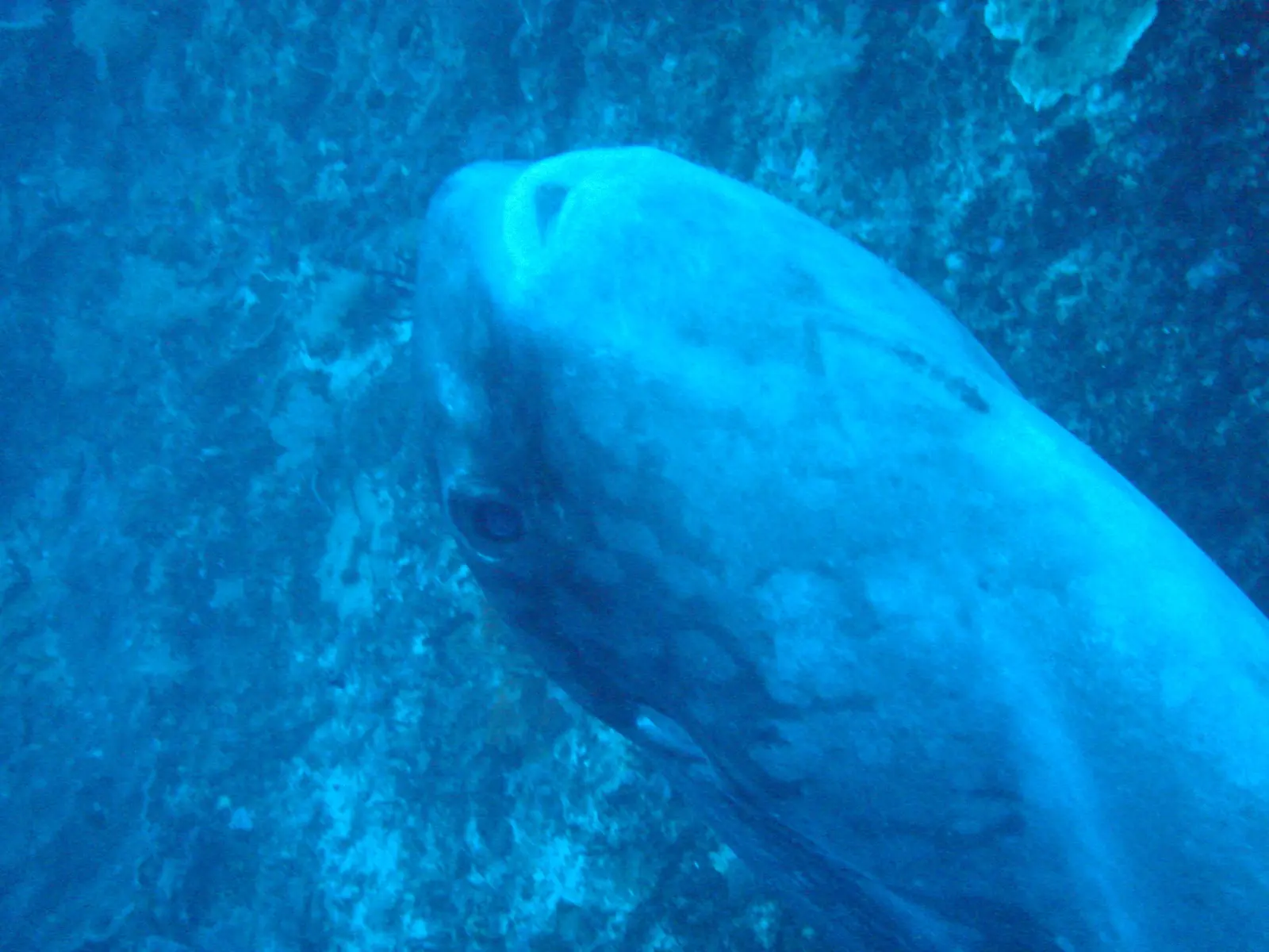 青い海を泳ぐマンボウ