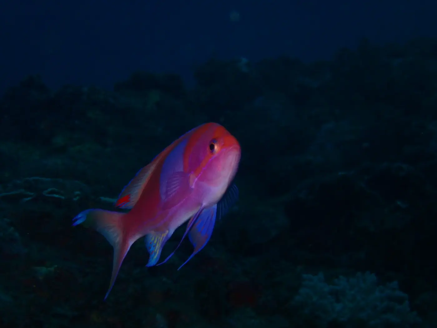 屋久島の海で出会った鮮やかな魚