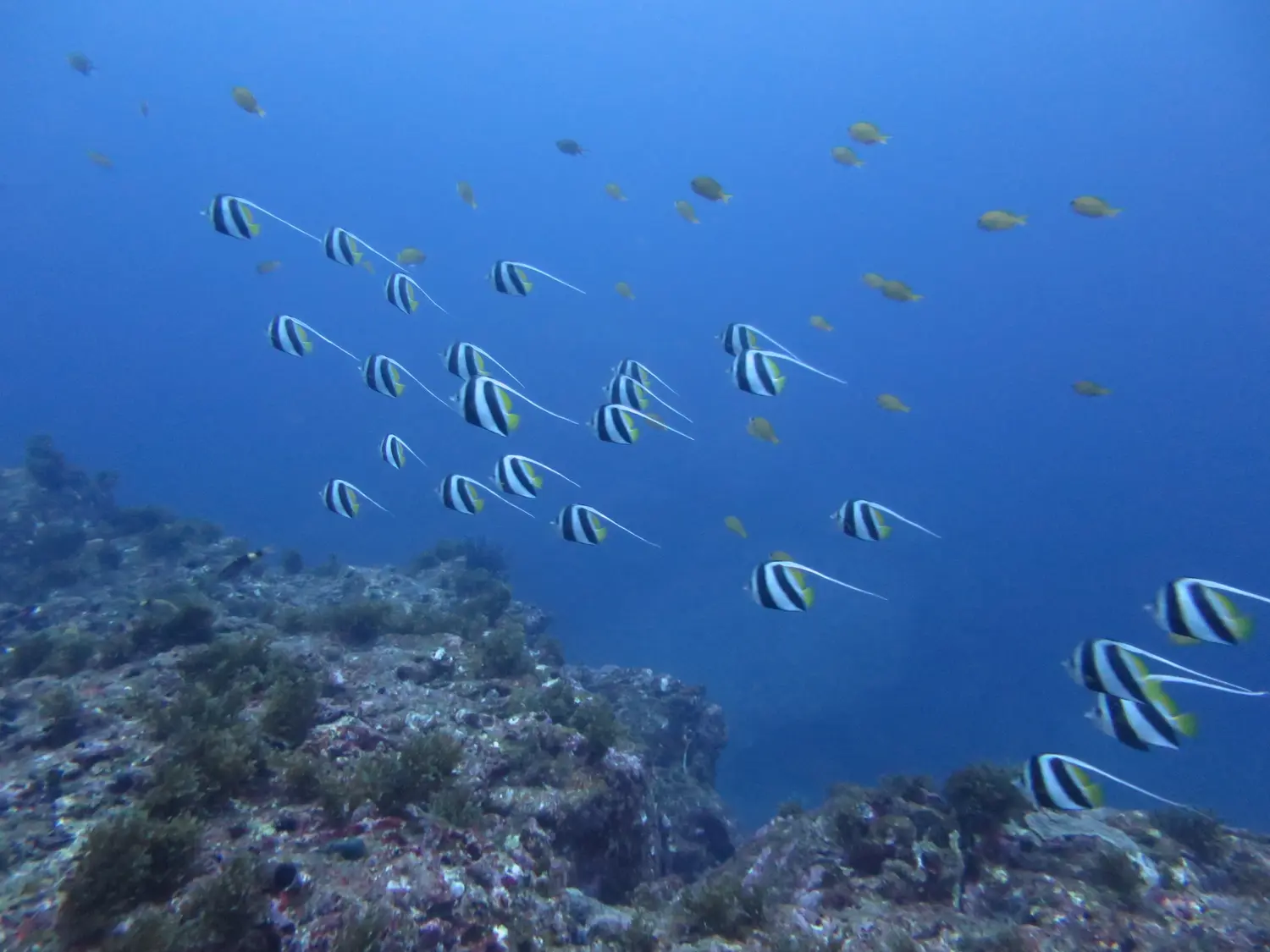 屋久島の青い海を泳ぐ魚の群れ