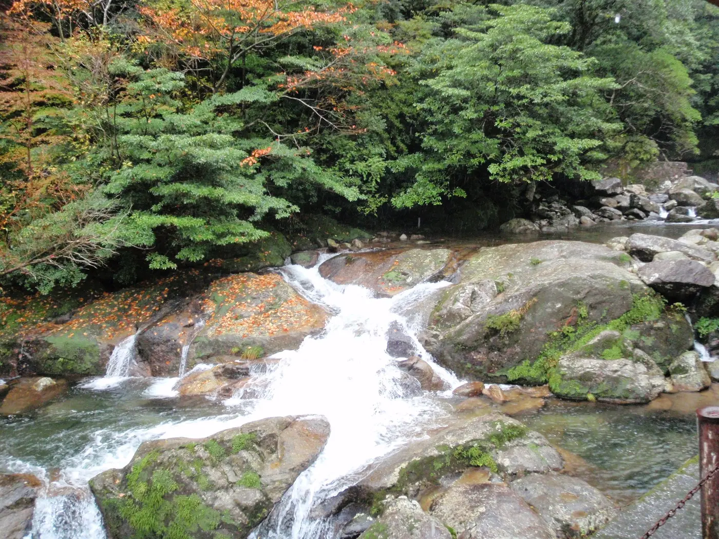 屋久島の森を流れる清らかな沢
