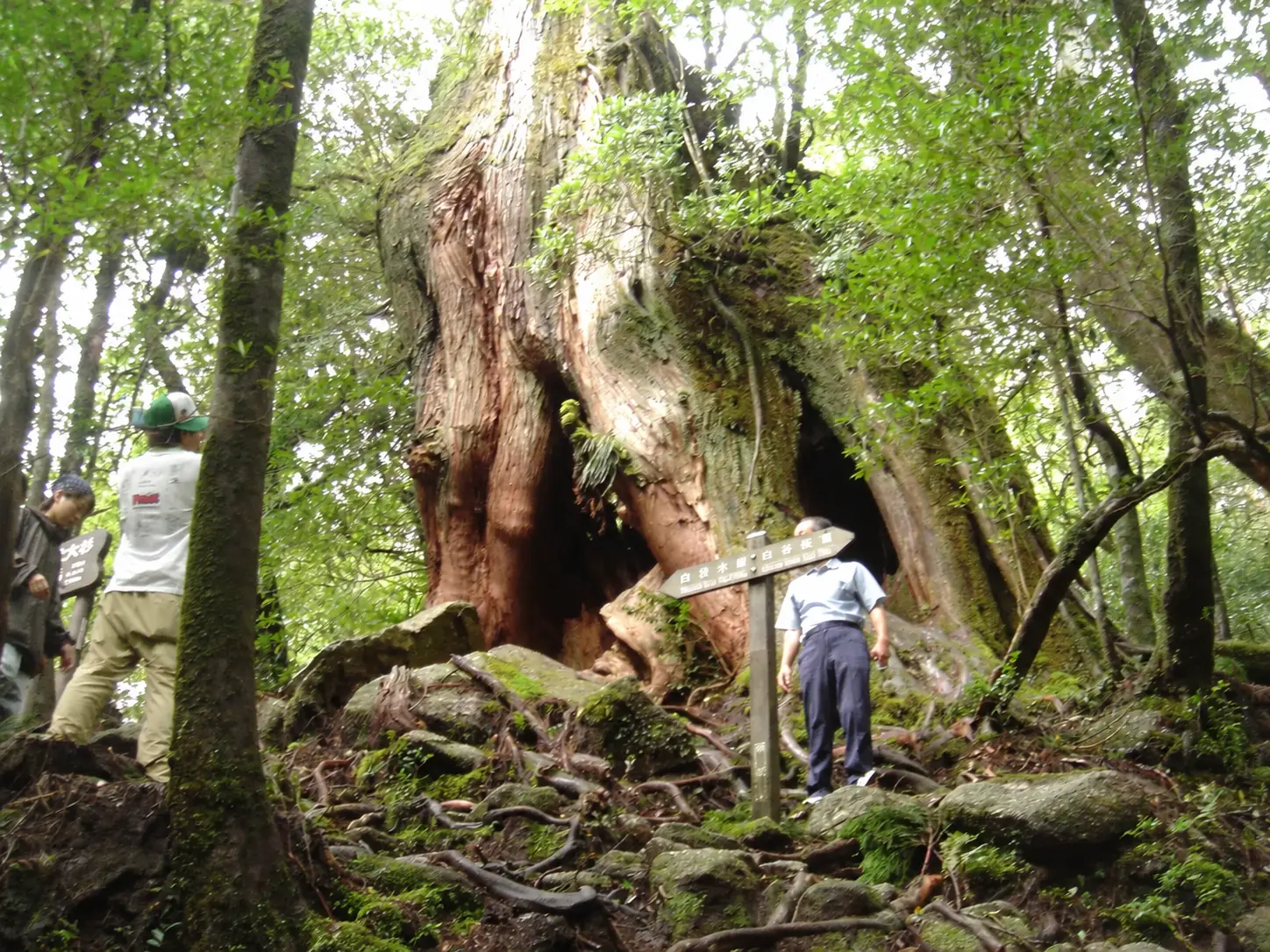 屋久島の森に立つ大きな屋久杉